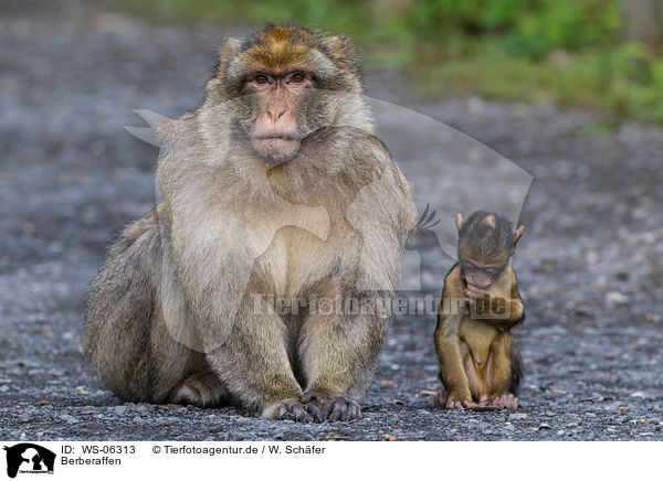 Berberaffen / WS-06313