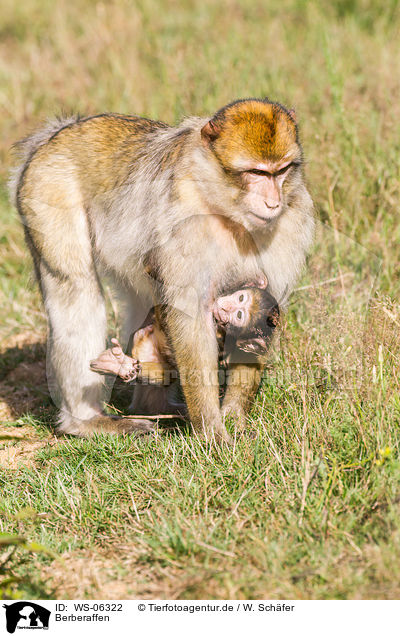 Berberaffen / barbary apes / WS-06322