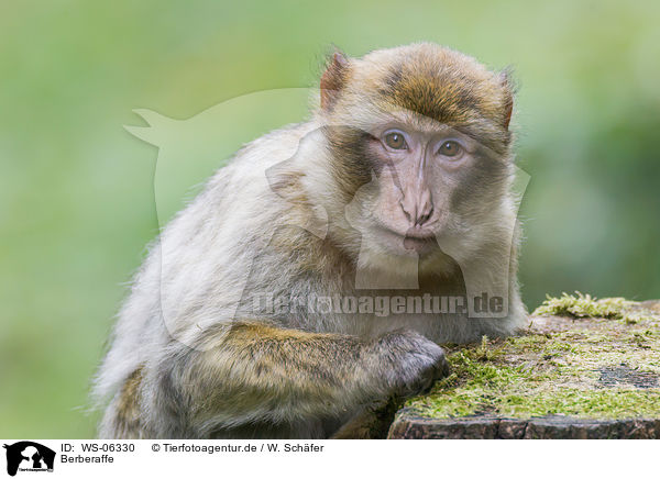 Berberaffe / barbary ape / WS-06330
