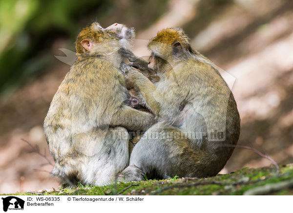 Berberaffen / barbary apes / WS-06335