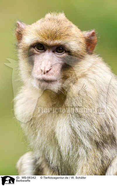 Berberaffe / WS-06342