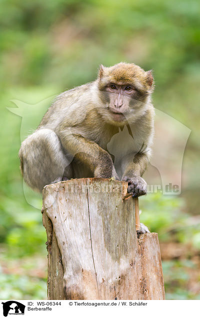 Berberaffe / barbary ape / WS-06344