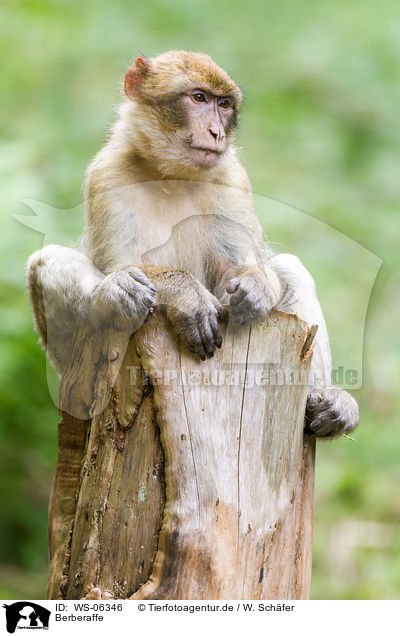 Berberaffe / barbary ape / WS-06346