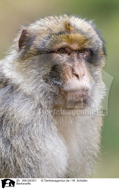 Berberaffe / barbary ape / WS-06351