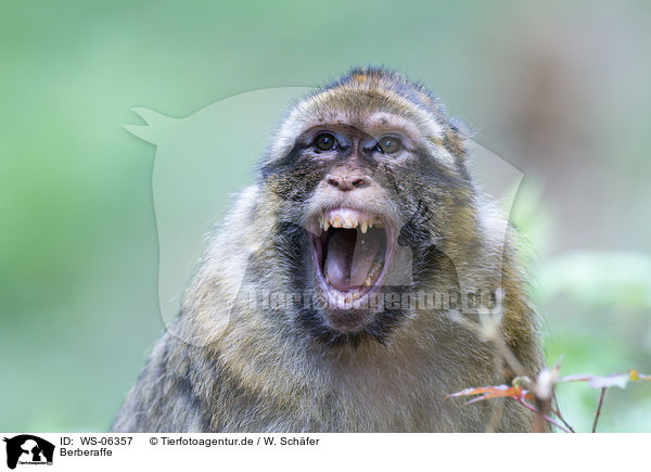 Berberaffe / barbary ape / WS-06357