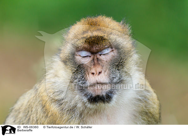 Berberaffe / barbary ape / WS-06360