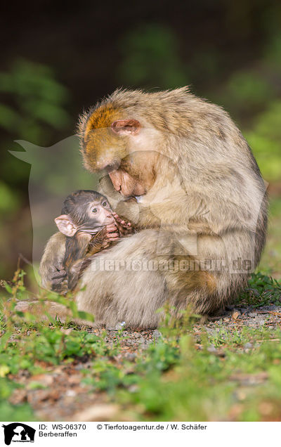 Berberaffen / barbary apes / WS-06370