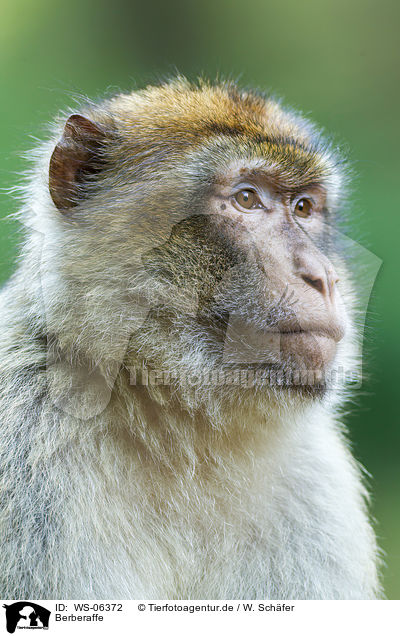 Berberaffe / barbary ape / WS-06372