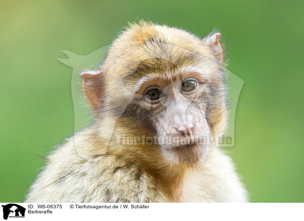 Berberaffe / barbary ape / WS-06375