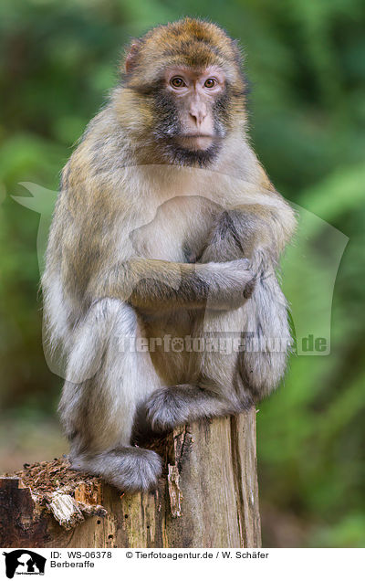 Berberaffe / barbary ape / WS-06378
