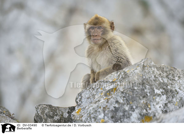 Berberaffe / Magot / DV-03490