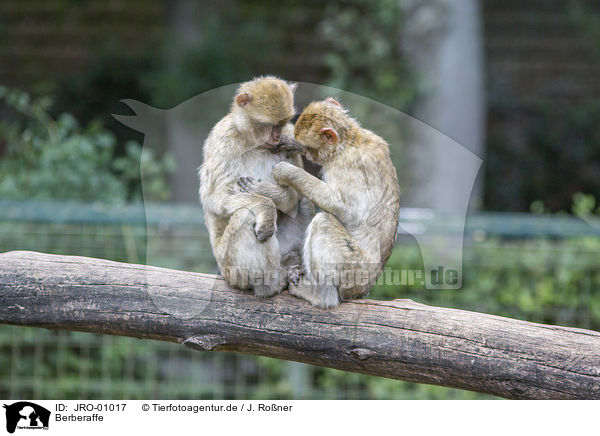 Berberaffe / Barbary Ape / JRO-01017