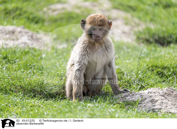 sitzender Berberaffe / sitting Barbary Ape / IG-01225