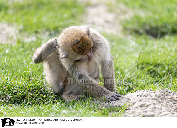 sitzender Berberaffe / sitting Barbary Ape / IG-01226