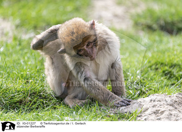 sitzender Berberaffe / sitting Barbary Ape / IG-01227