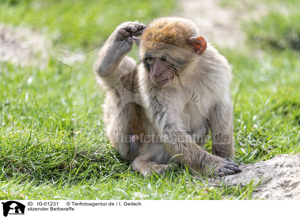 sitzender Berberaffe / sitting Barbary Ape / IG-01231