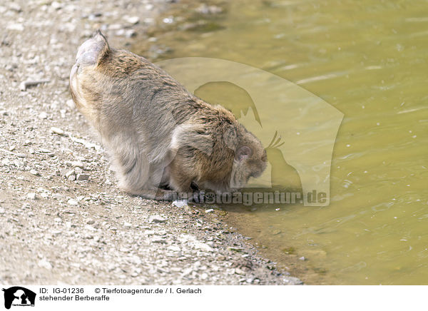 stehender Berberaffe / standing Barbary Ape / IG-01236