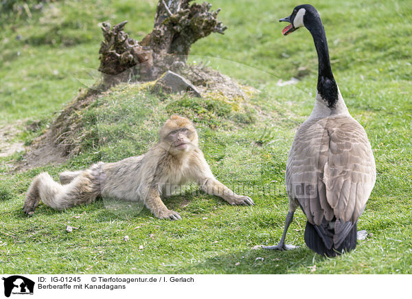 Berberaffe mit Kanadagans / Barbary Ape with Canada Goose / IG-01245