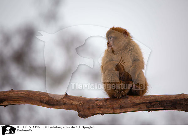 Berberaffe / Barbary Ape / HSP-01125