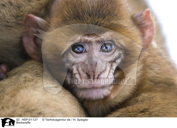 Berberaffe / Barbary Ape / HSP-01127