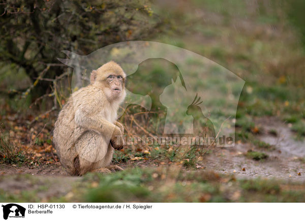 Berberaffe / Barbary Ape / HSP-01130