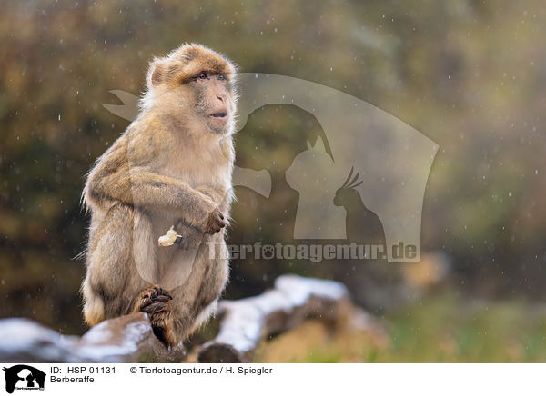 Berberaffe / Barbary Ape / HSP-01131