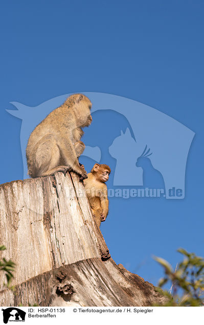 Berberaffen / Barbary Apes / HSP-01136