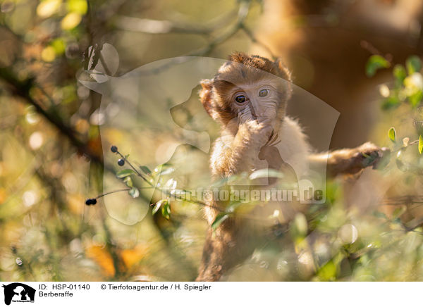 Berberaffe / Barbary Ape / HSP-01140
