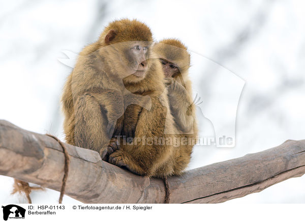 Berberaffen / Barbary Apes / HSP-01143