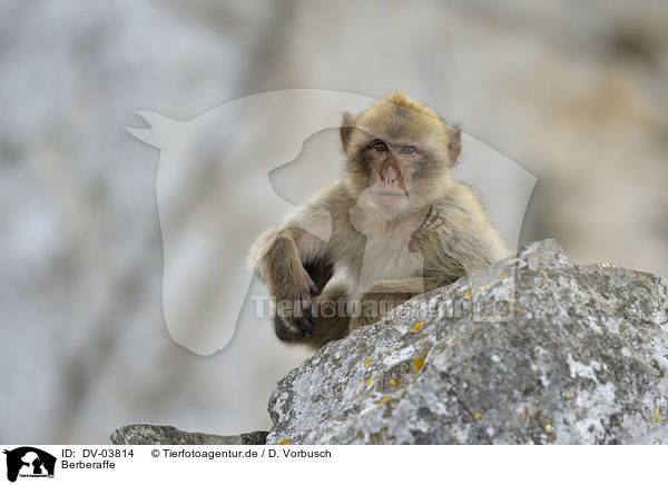 Berberaffe / Barbary ape / DV-03814