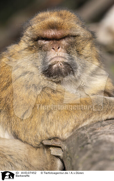 Berberaffe / Magot / AVD-07452