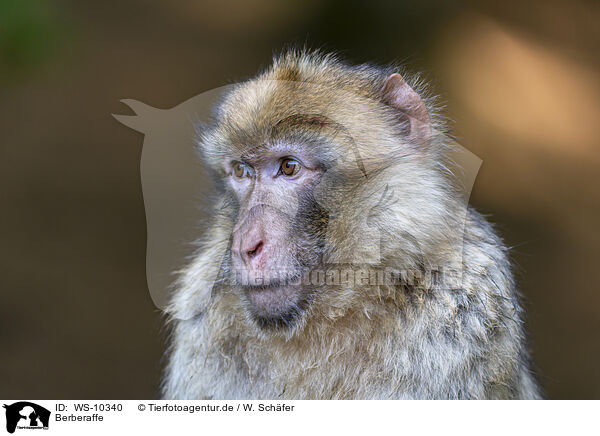 Berberaffe / barbary ape / WS-10340