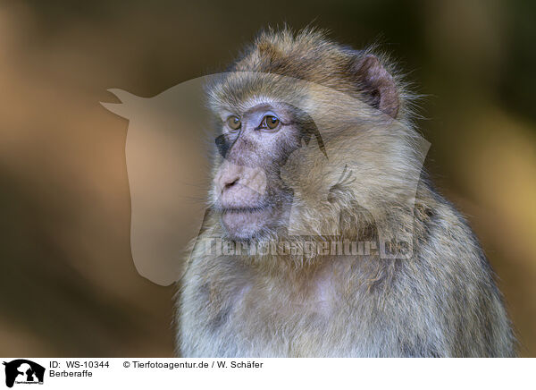 Berberaffe / barbary ape / WS-10344