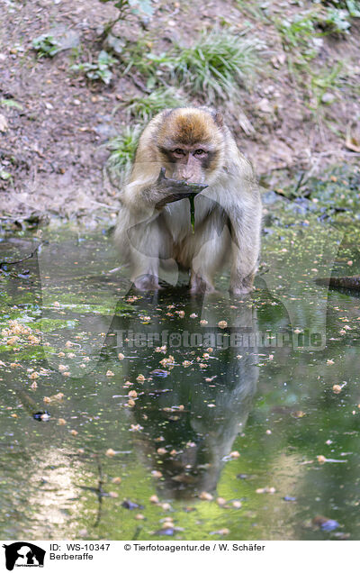 Berberaffe / barbary ape / WS-10347