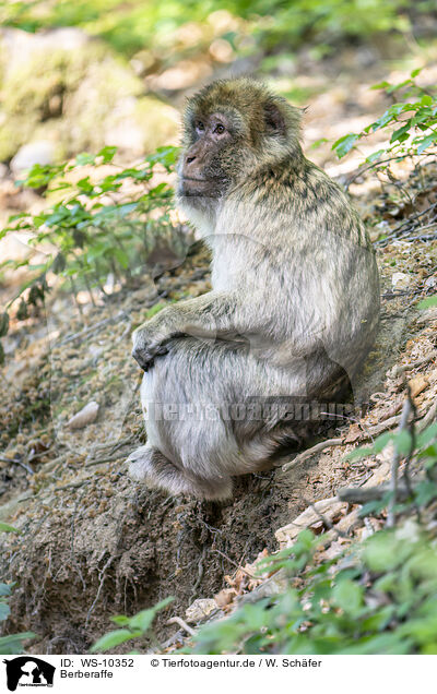 Berberaffe / barbary ape / WS-10352