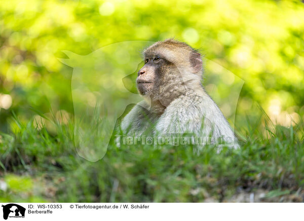 Berberaffe / barbary ape / WS-10353