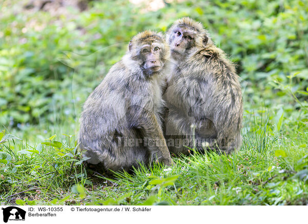 Berberaffen / barbary apes / WS-10355