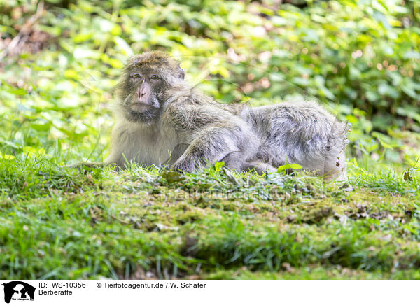 Berberaffe / barbary ape / WS-10356