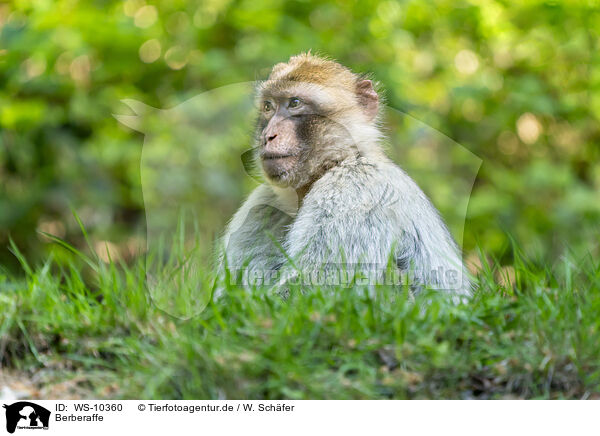 Berberaffe / barbary ape / WS-10360