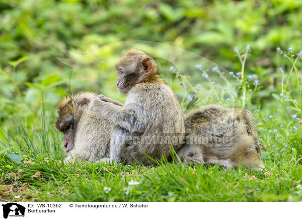 Berberaffen / barbary apes / WS-10362