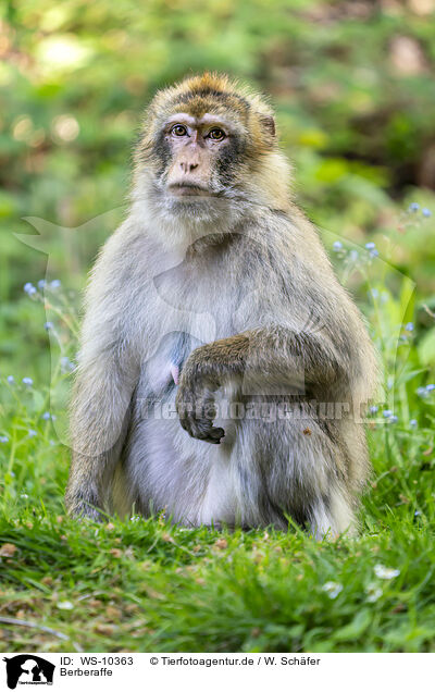 Berberaffe / barbary ape / WS-10363