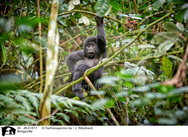 Berggorilla / mountain gorilla / JR-01817