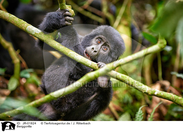 Berggorilla / mountain gorilla / JR-01824