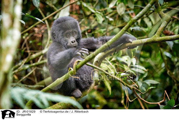 Berggorilla / mountain gorilla / JR-01829