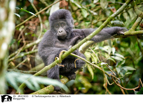 Berggorilla / mountain gorilla / JR-01833