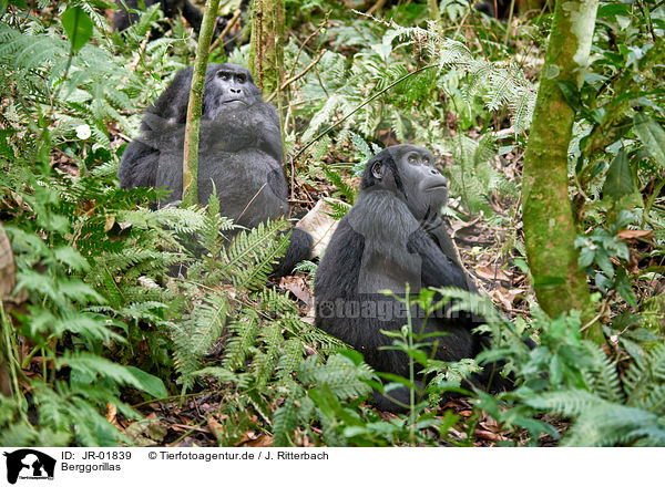 Berggorillas / mountain gorillas / JR-01839