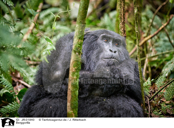 Berggorilla / mountain gorilla / JR-01840