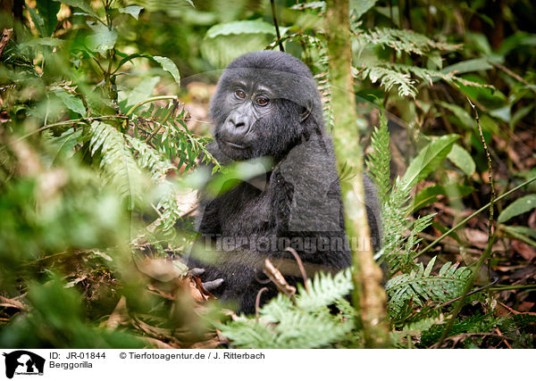 Berggorilla / mountain gorilla / JR-01844