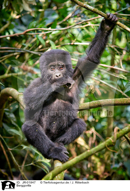 Berggorilla / mountain gorilla / JR-01847