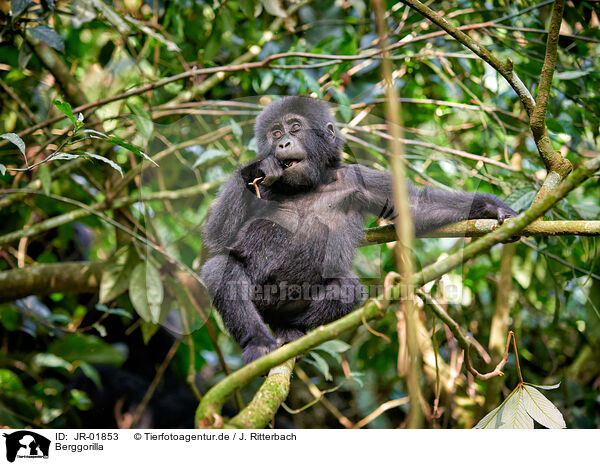 Berggorilla / mountain gorilla / JR-01853